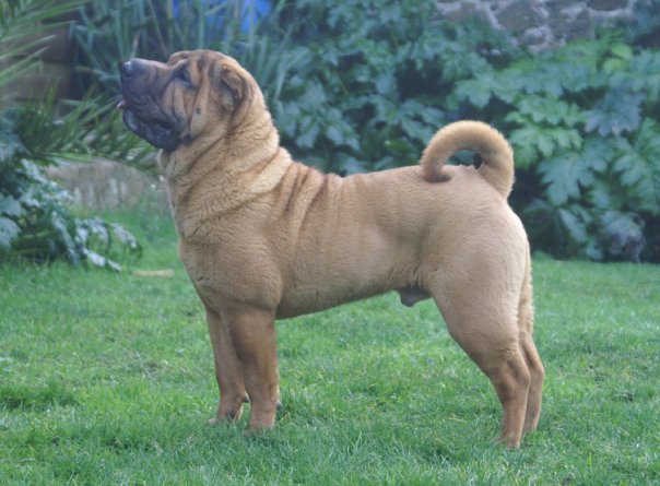 Dare devil de canarianpeis