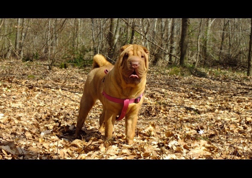 Termari Du Royaume Des Peaux De Sables