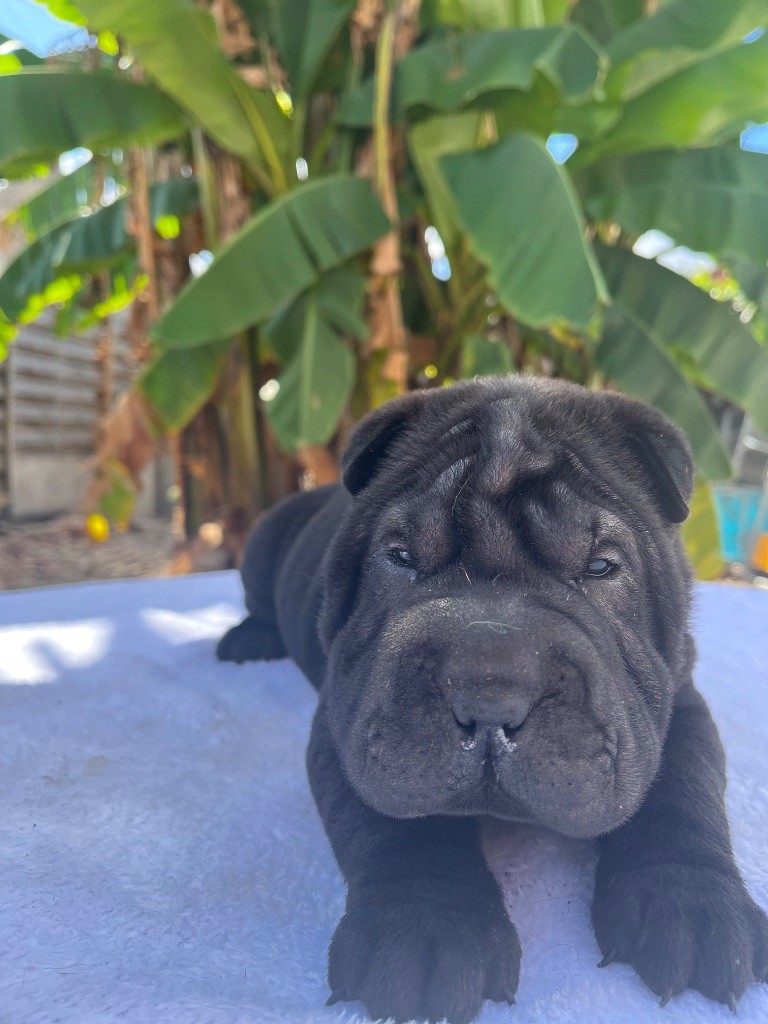 Du Temple De Guan Yu - Chiots disponibles - Shar Pei