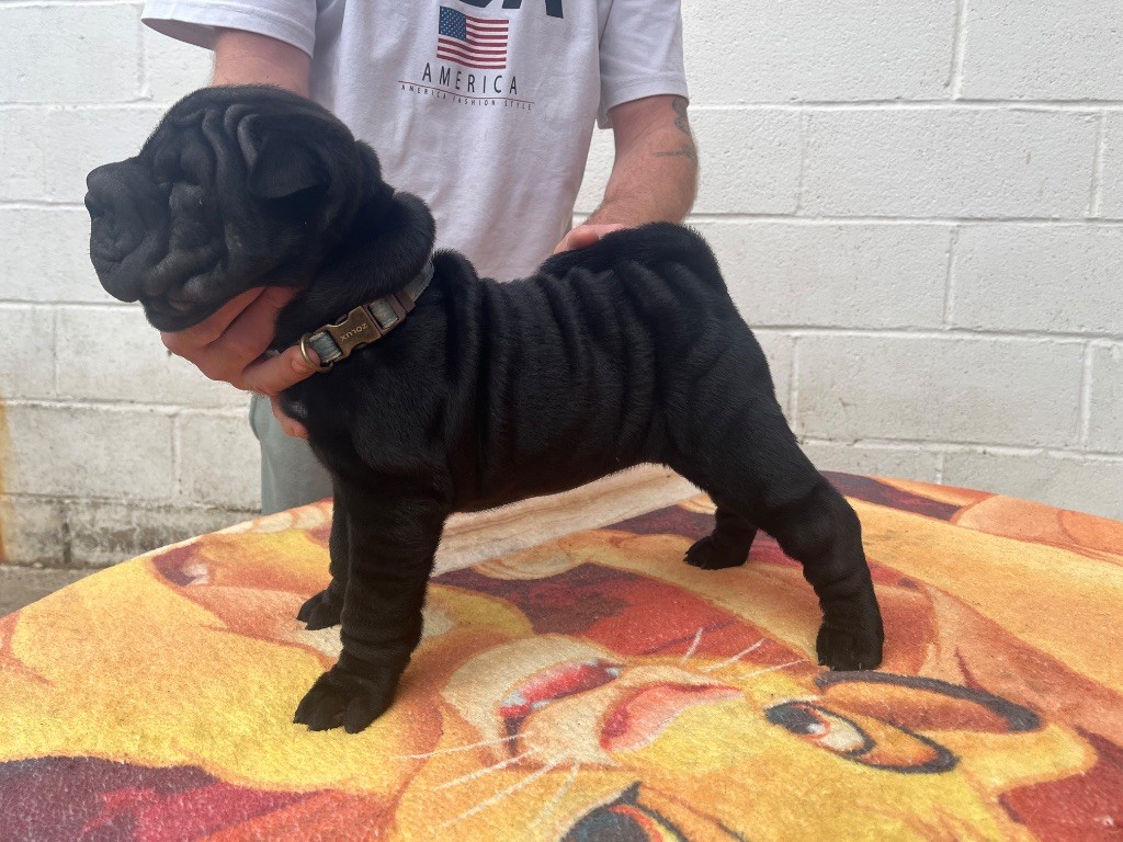 Du Temple De Guan Yu - Shar Pei - Portée née le 30/07/2025