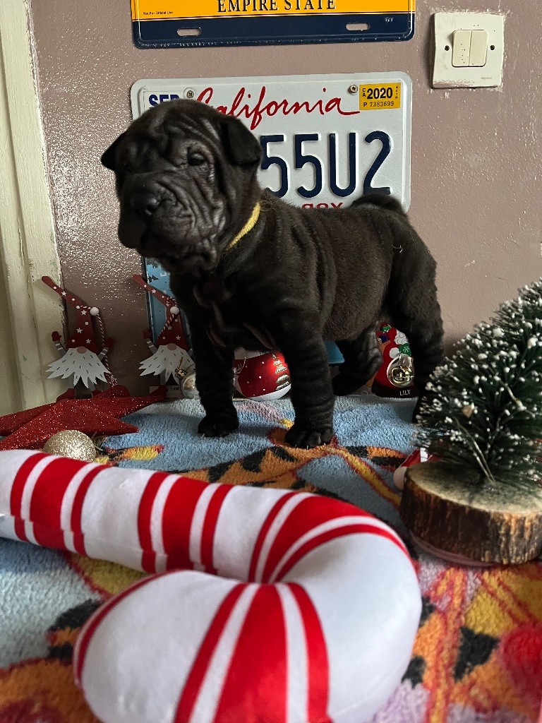 Du Temple De Guan Yu - Chiots disponibles - Shar Pei