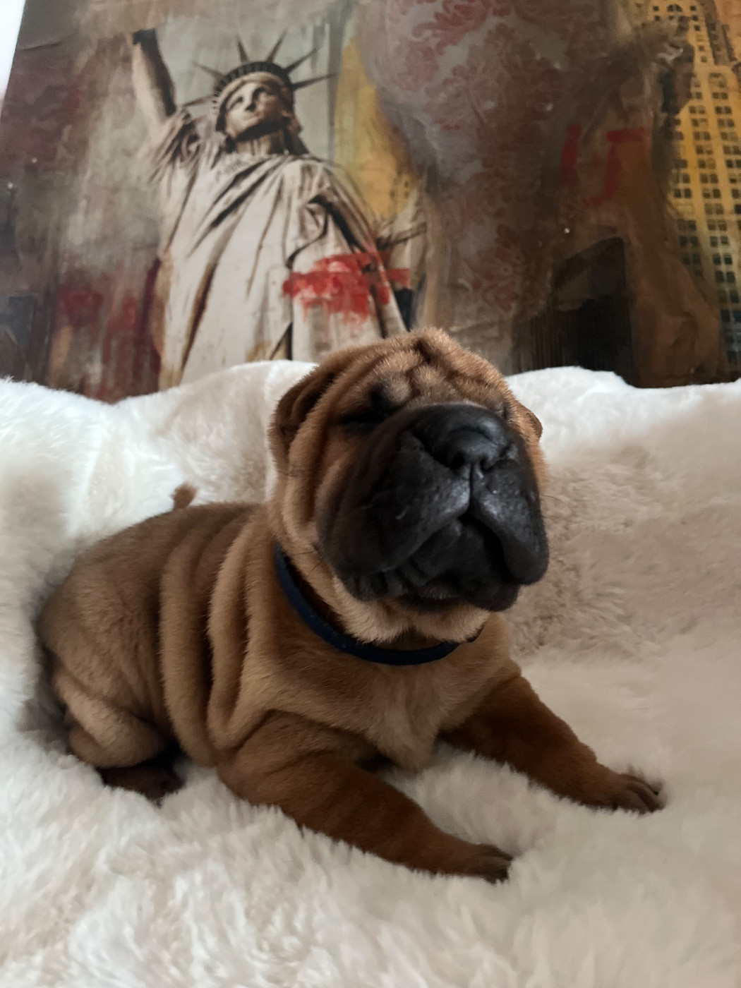 Du Temple De Guan Yu - Chiots disponibles - Shar Pei