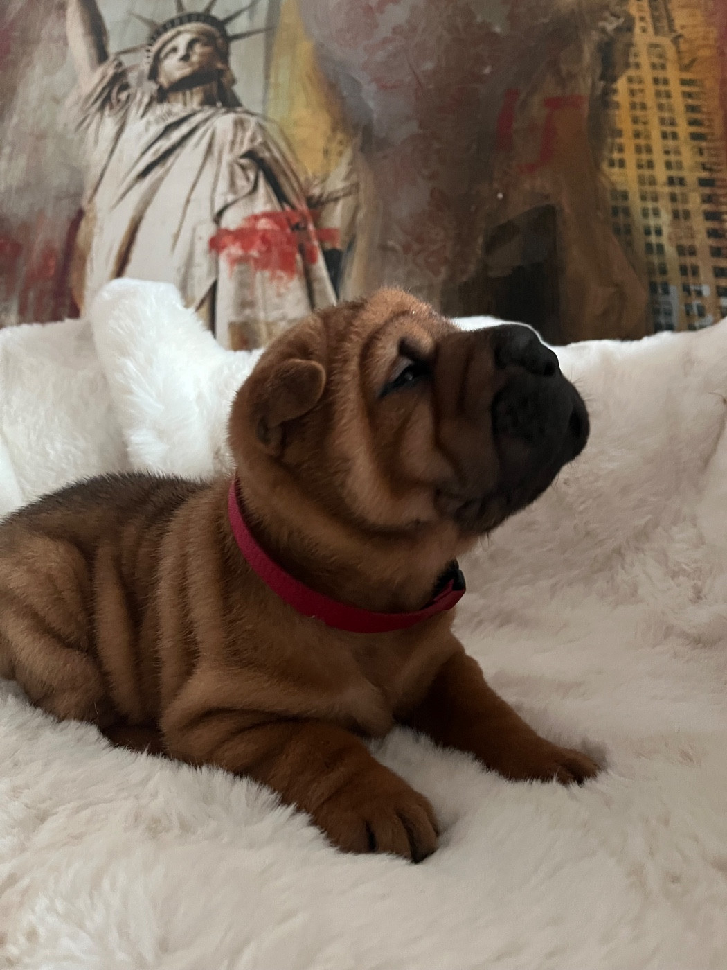 Du Temple De Guan Yu - Chiots disponibles - Shar Pei