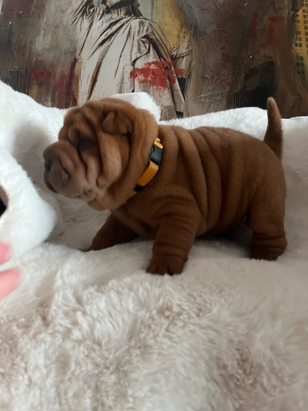 Du Temple De Guan Yu - Chiots disponibles - Shar Pei