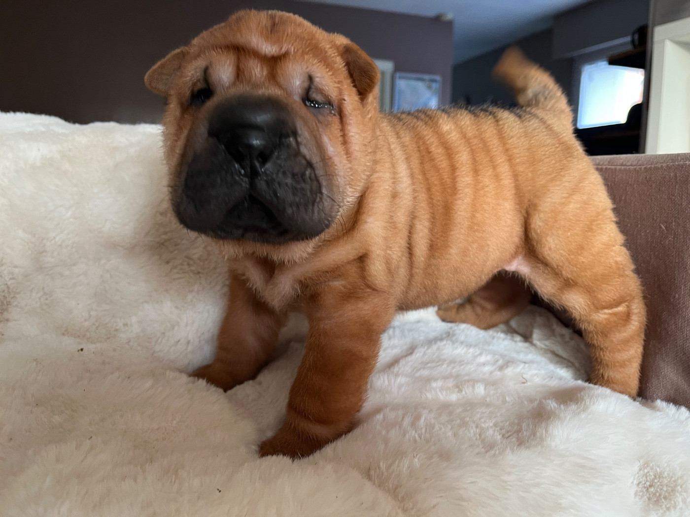 Du Temple De Guan Yu - Chiots disponibles - Shar Pei