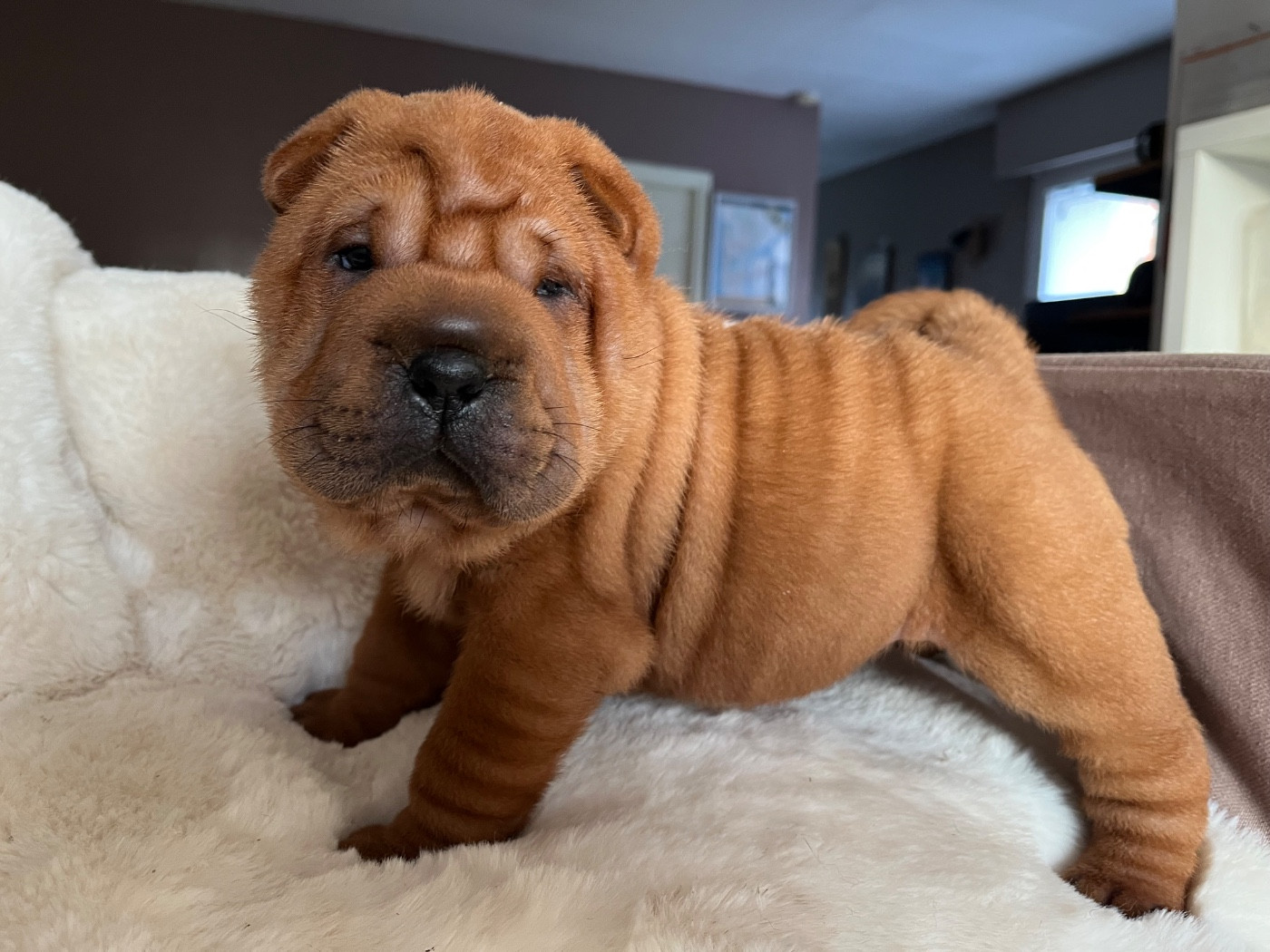 Du Temple De Guan Yu - Chiots disponibles - Shar Pei