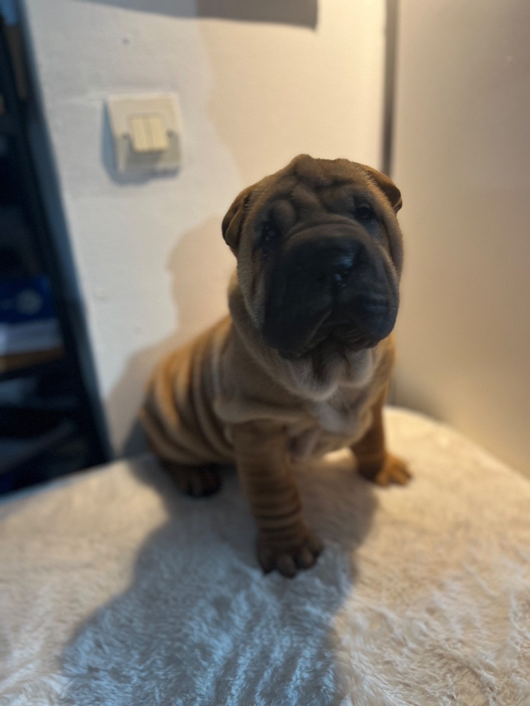 Du Temple De Guan Yu - Chiots disponibles - Shar Pei