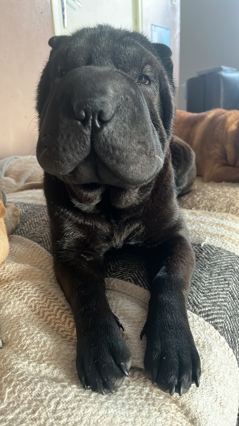 Du Temple De Guan Yu - Chiots disponibles - Shar Pei