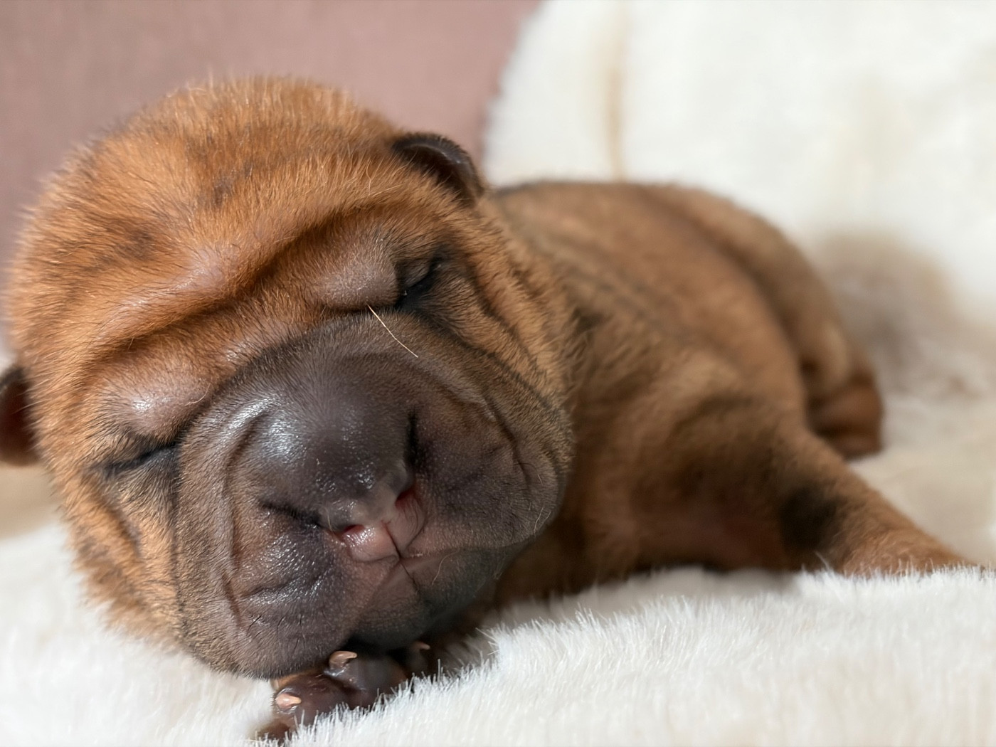 Du Temple De Guan Yu - Chiots disponibles - Shar Pei