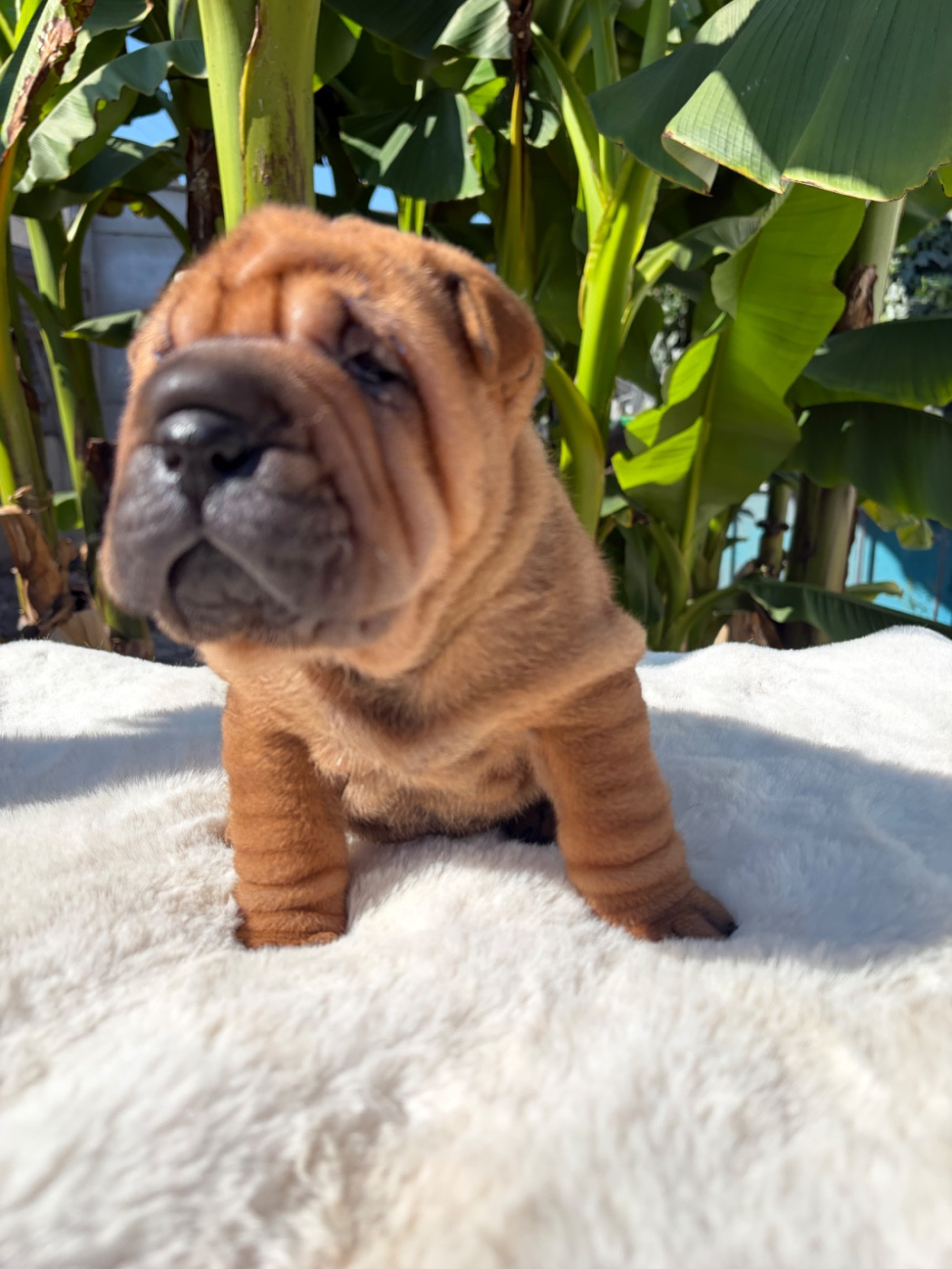 Du Temple De Guan Yu - Chiots disponibles - Shar Pei