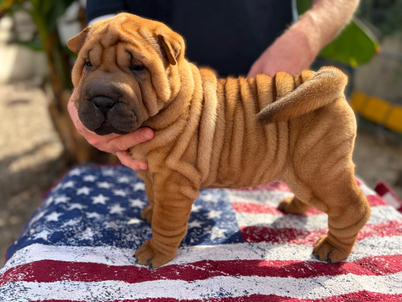 Du Temple De Guan Yu - Chiots disponibles - Shar Pei