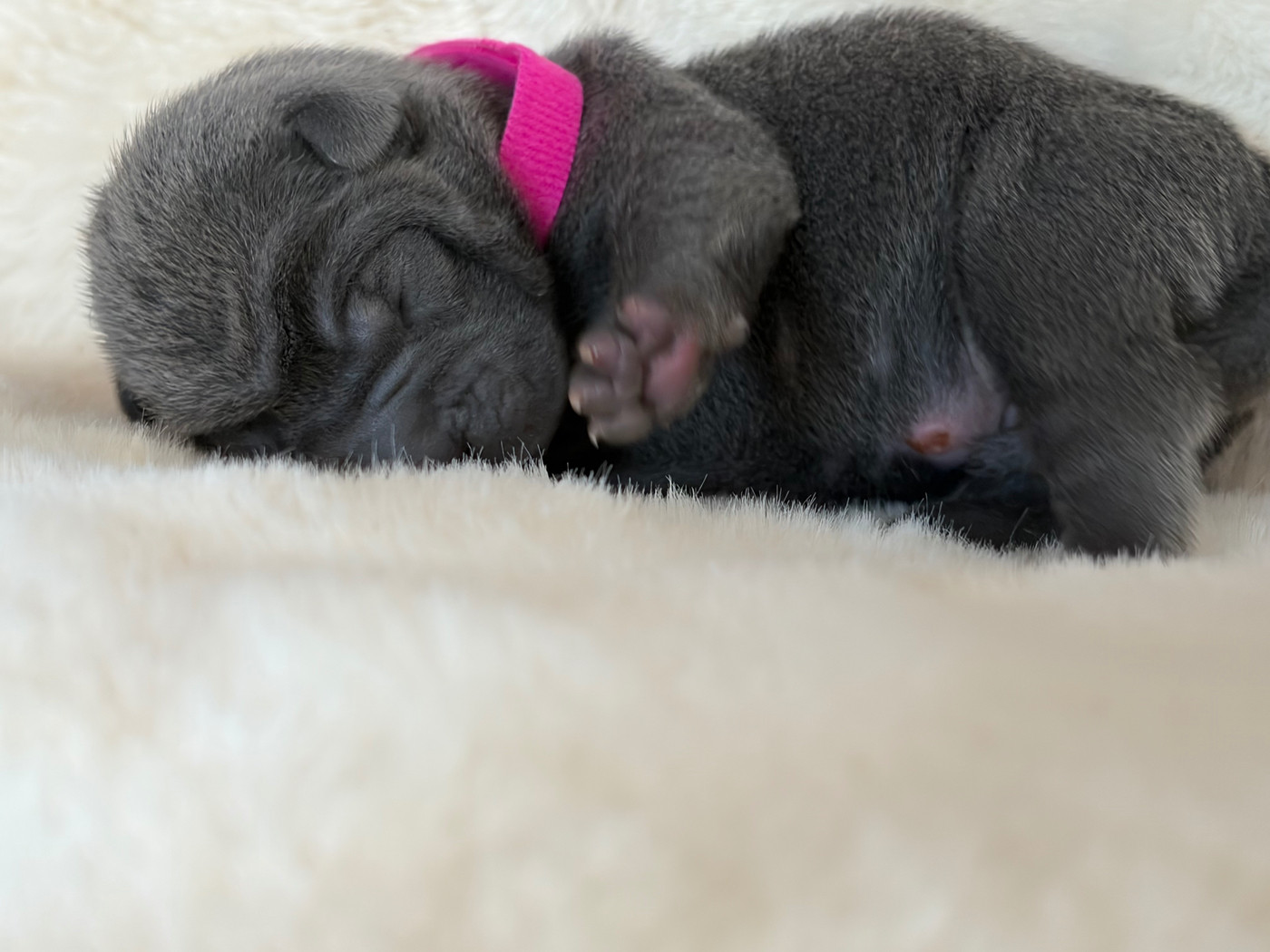 Du Temple De Guan Yu - Chiots disponibles - Shar Pei