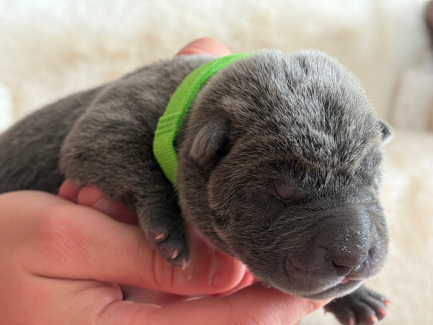 Du Temple De Guan Yu - Chiots disponibles - Shar Pei
