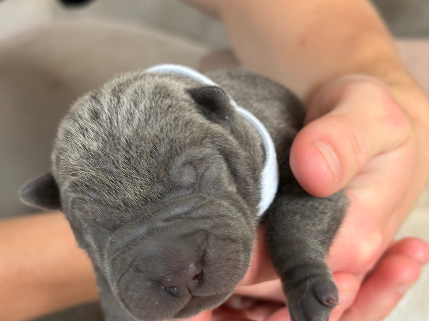 Du Temple De Guan Yu - Chiots disponibles - Shar Pei