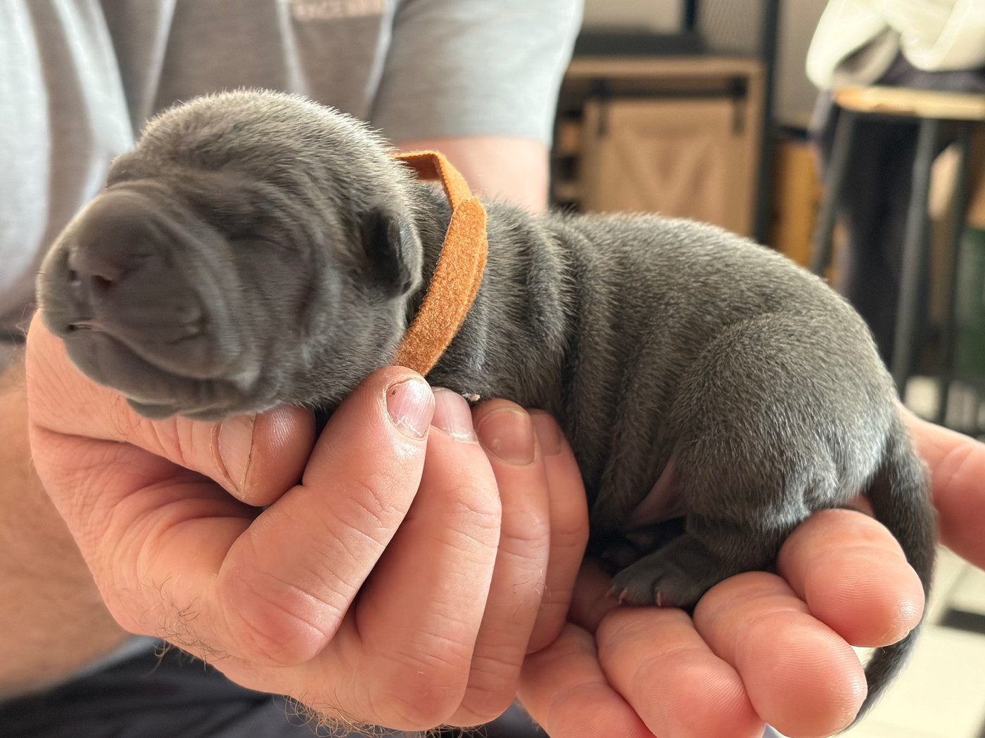 Du Temple De Guan Yu - Chiots disponibles - Shar Pei