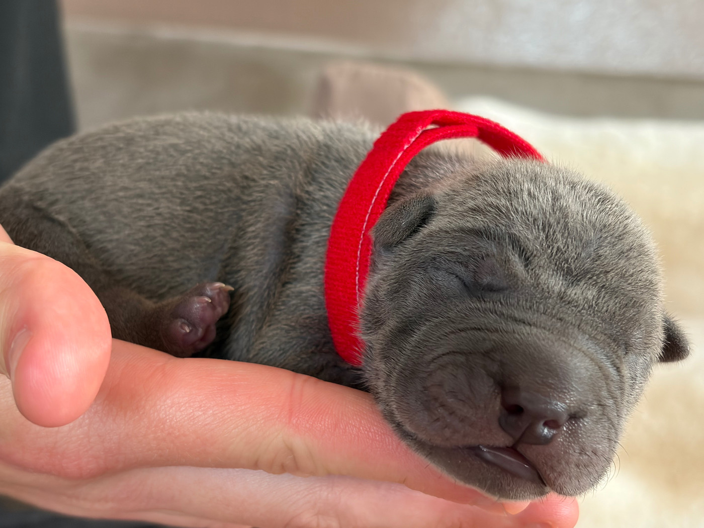 Du Temple De Guan Yu - Chiots disponibles - Shar Pei