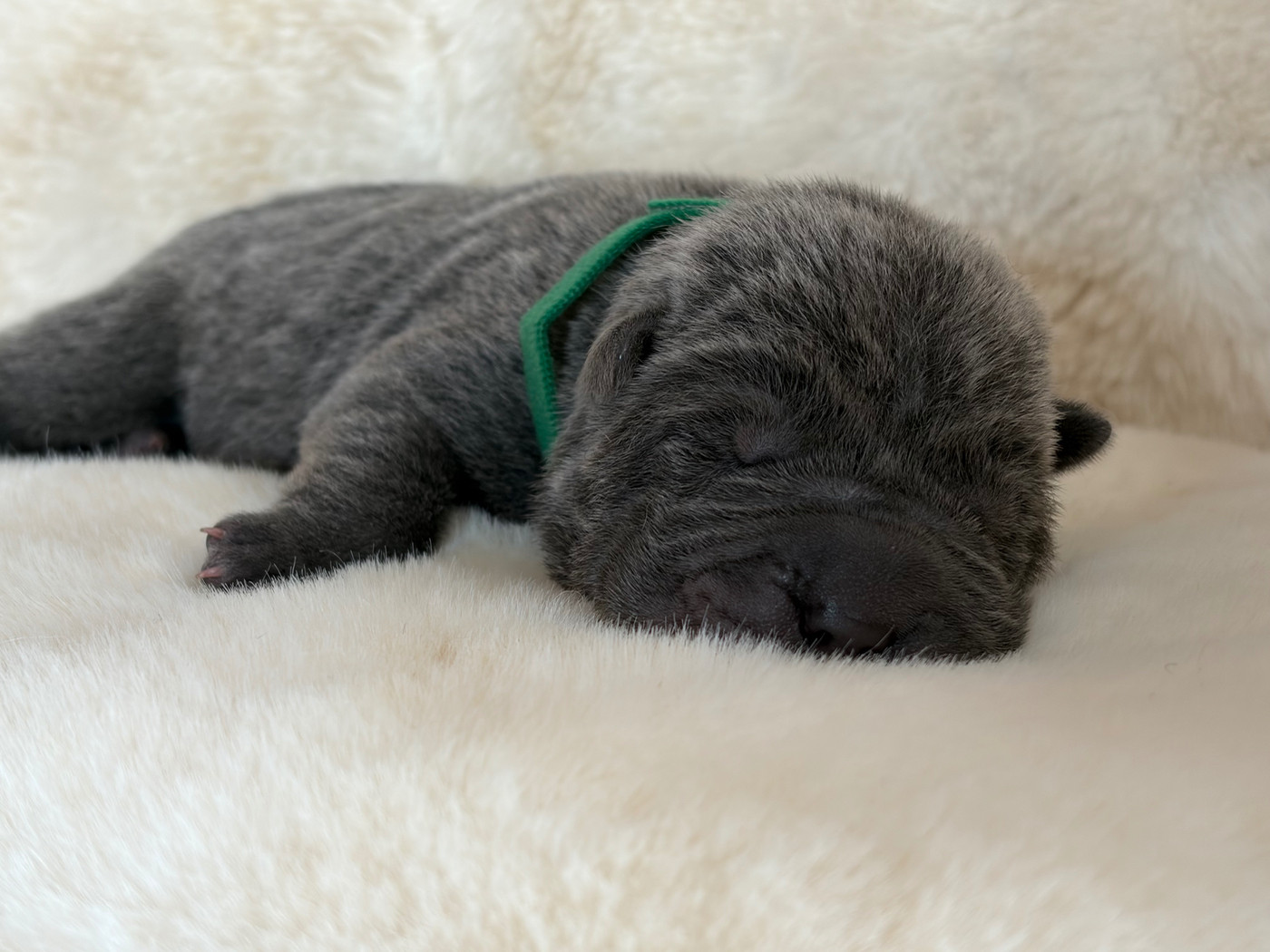 Du Temple De Guan Yu - Chiots disponibles - Shar Pei