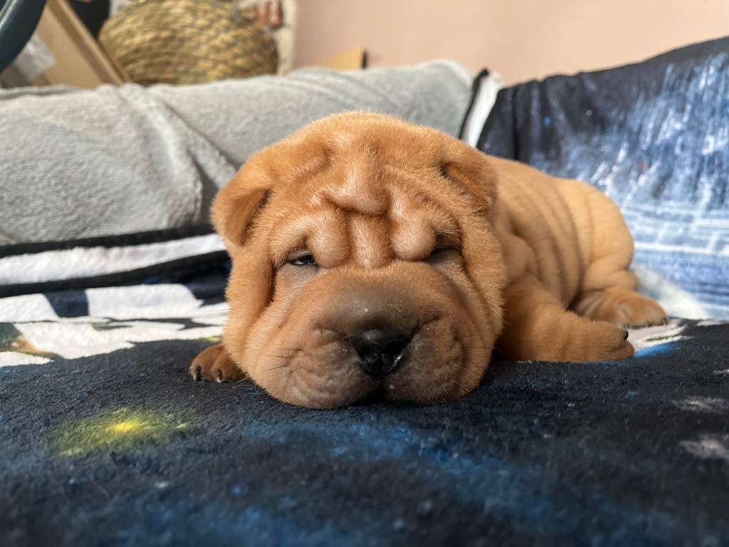 Du Temple De Guan Yu - Chiots disponibles - Shar Pei