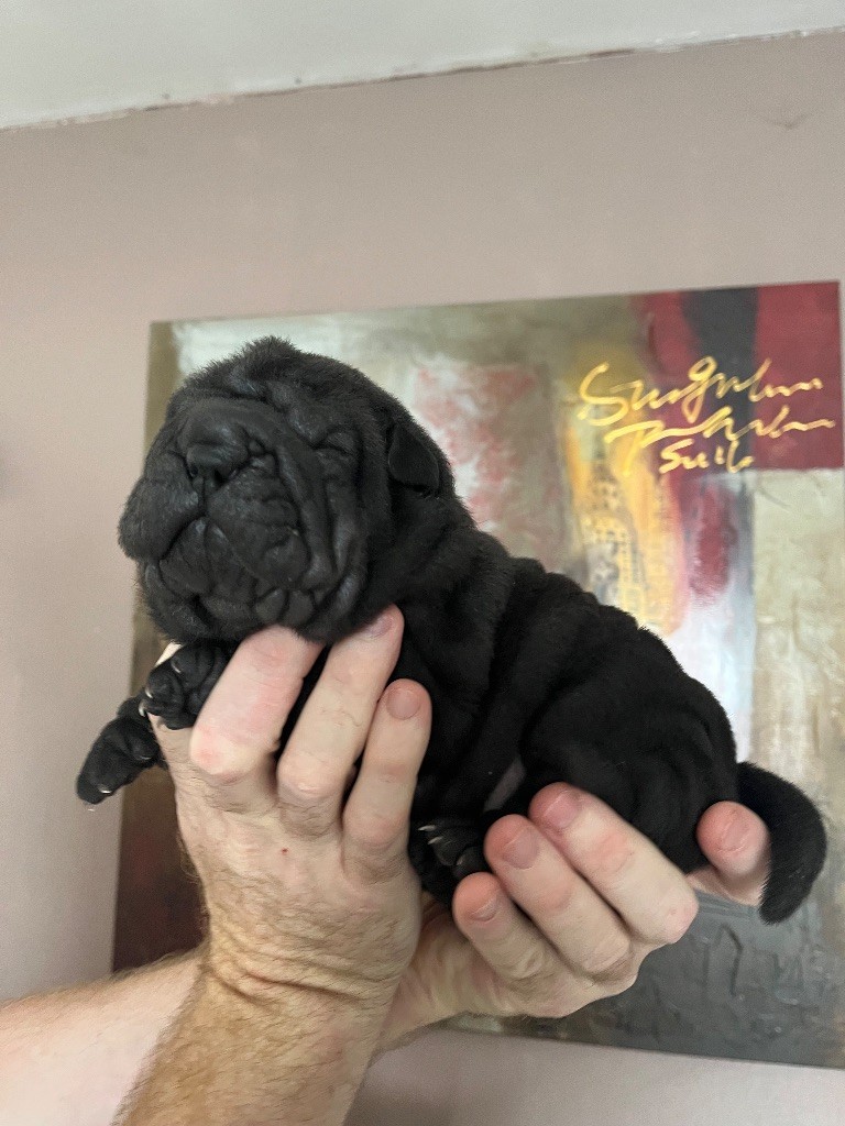 Du Temple De Guan Yu - Chiots disponibles - Shar Pei