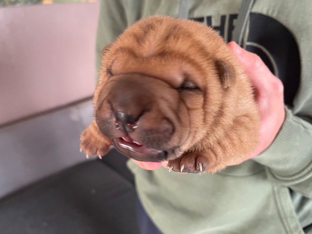 Du Temple De Guan Yu - Chiots disponibles - Shar Pei
