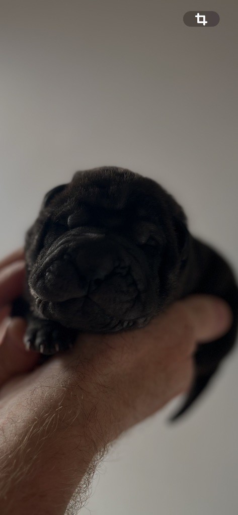Du Temple De Guan Yu - Chiots disponibles - Shar Pei