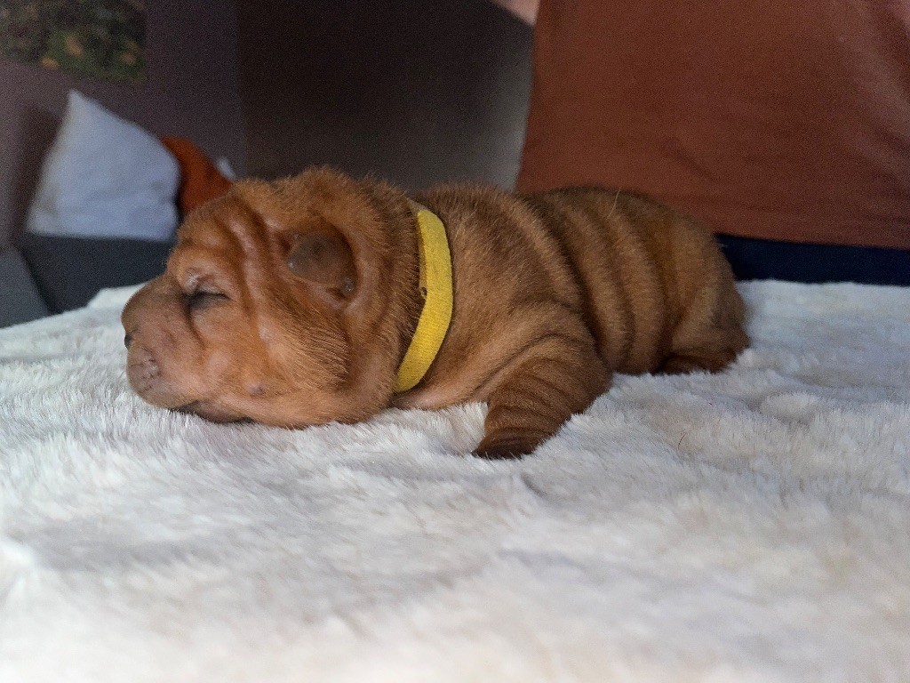 Du Temple De Guan Yu - Chiots disponibles - Shar Pei