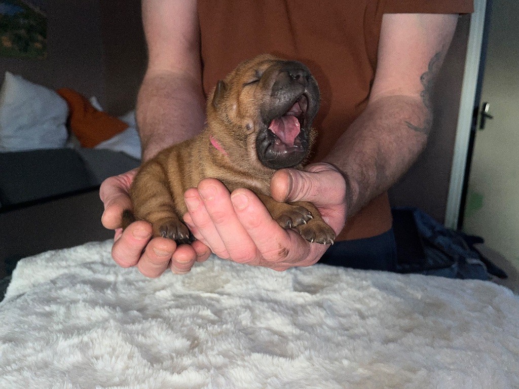 Du Temple De Guan Yu - Chiots disponibles - Shar Pei