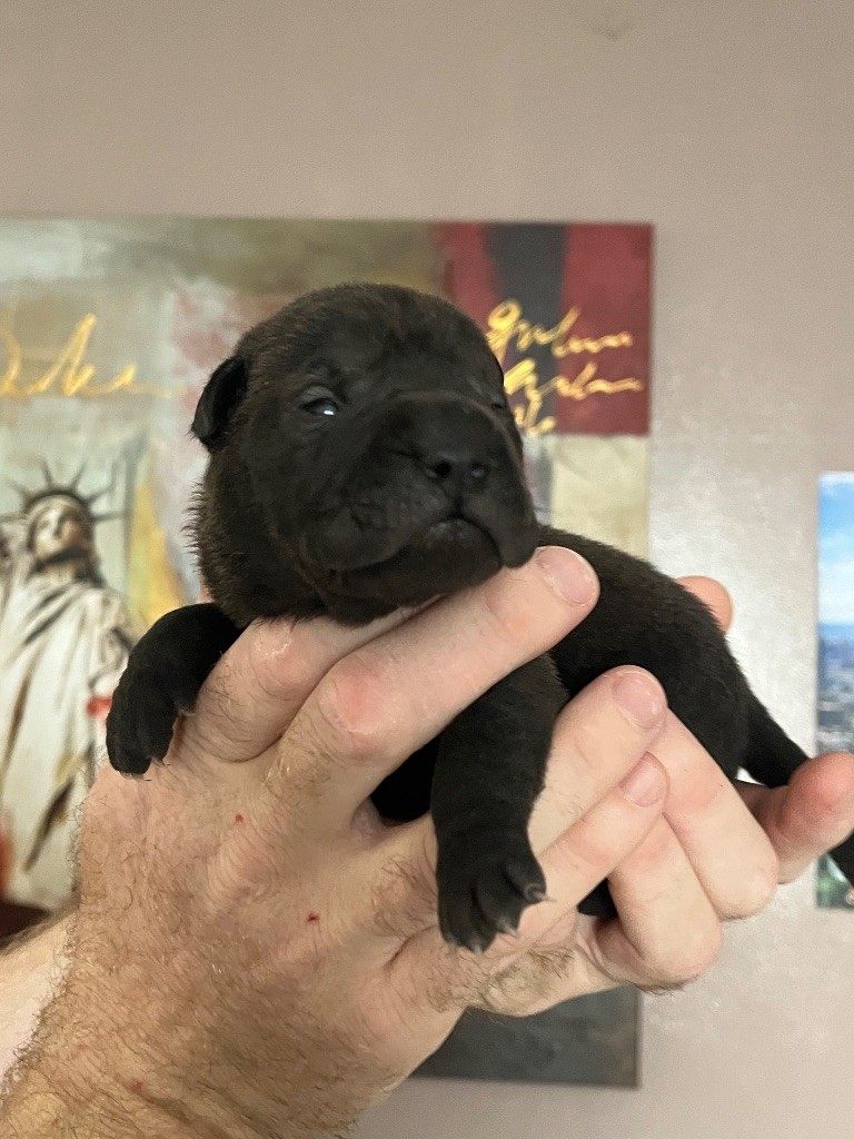Du Temple De Guan Yu - Chiots disponibles - Shar Pei