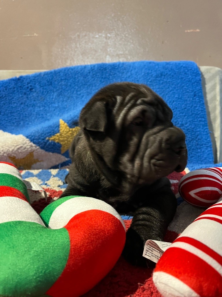 Du Temple De Guan Yu - Chiots disponibles - Shar Pei