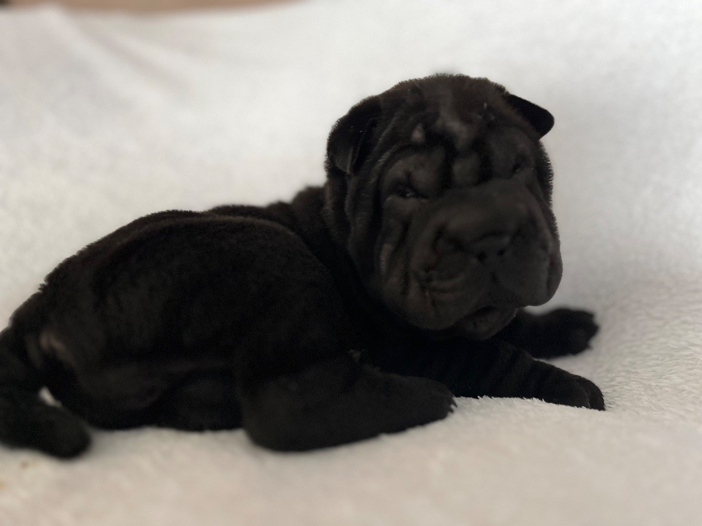 Du Temple De Guan Yu - Chiots disponibles - Shar Pei