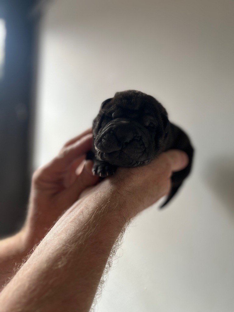 Du Temple De Guan Yu - Chiots disponibles - Shar Pei