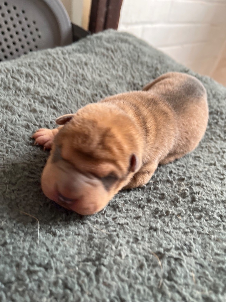 Du Temple De Guan Yu - Chiots disponibles - Shar Pei