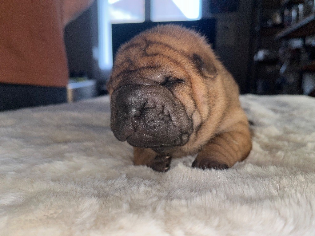 Du Temple De Guan Yu - Chiots disponibles - Shar Pei