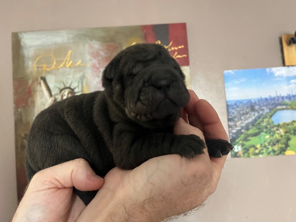 Du Temple De Guan Yu - Chiots disponibles - Shar Pei