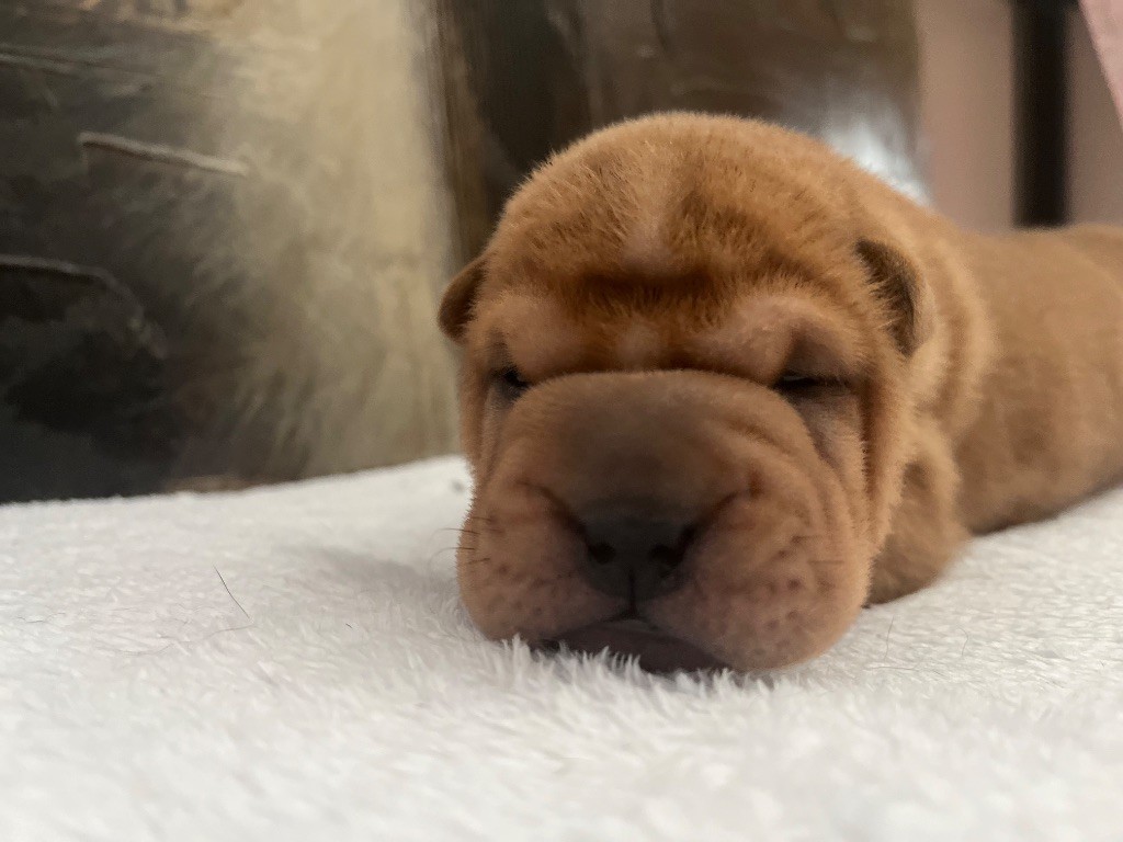 Du Temple De Guan Yu - Chiots disponibles - Shar Pei