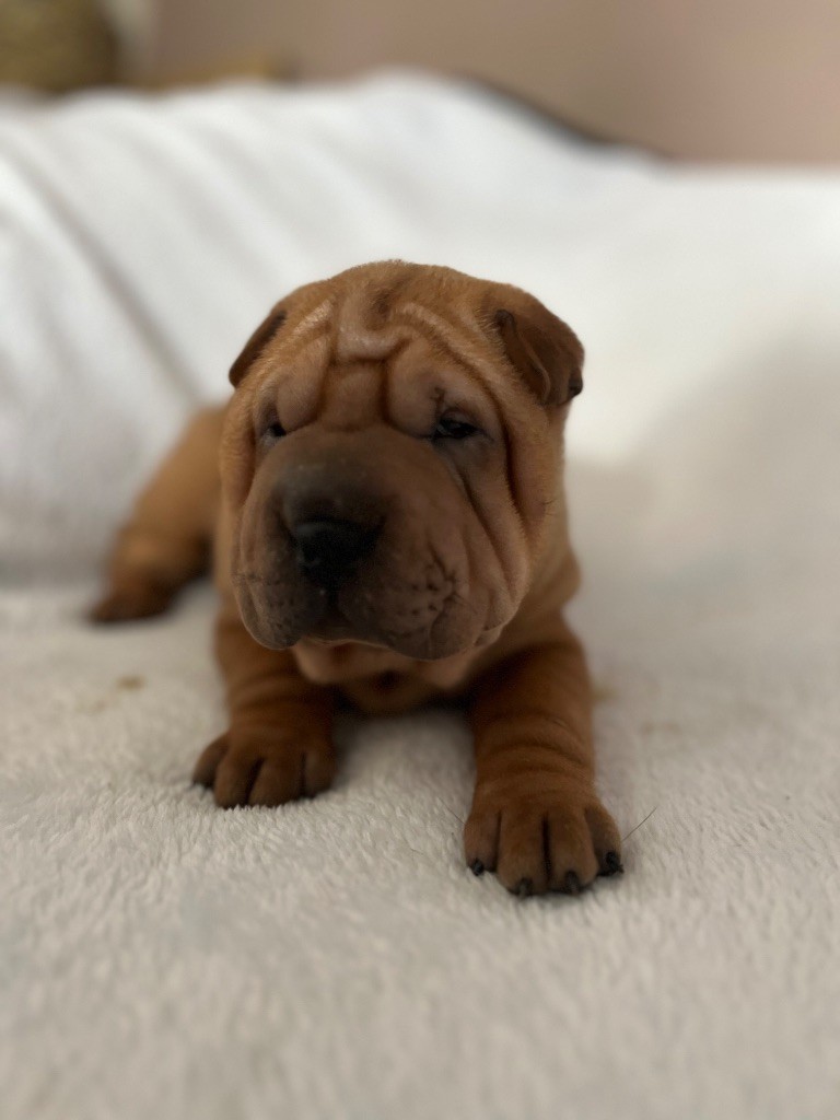 Du Temple De Guan Yu - Chiots disponibles - Shar Pei