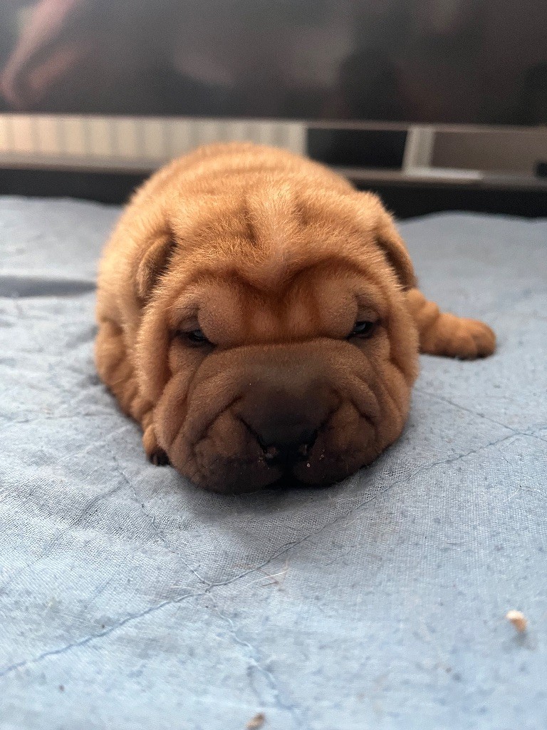 Du Temple De Guan Yu - Chiots disponibles - Shar Pei