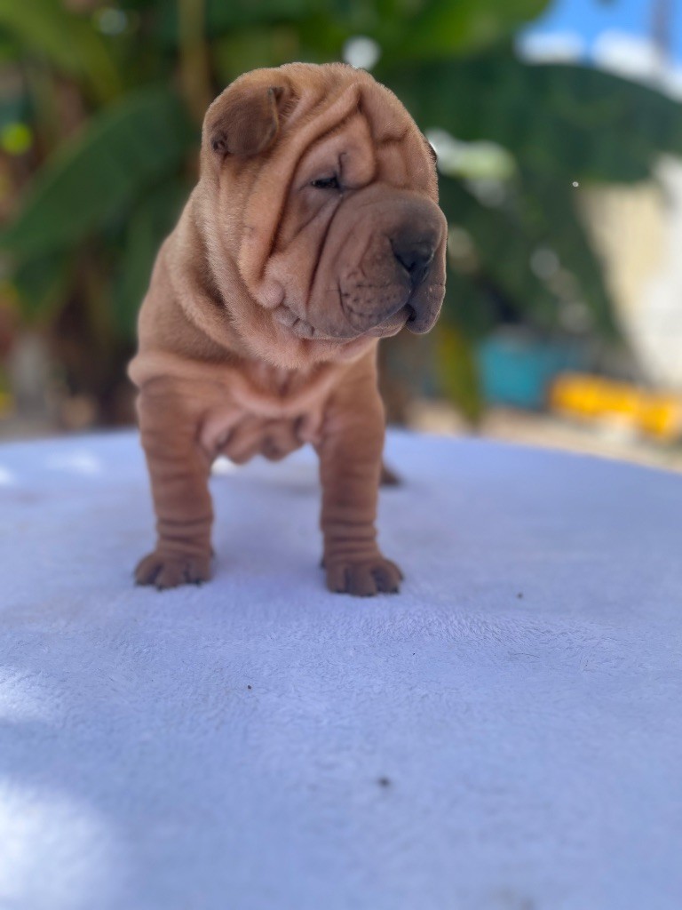 Du Temple De Guan Yu - Chiots disponibles - Shar Pei