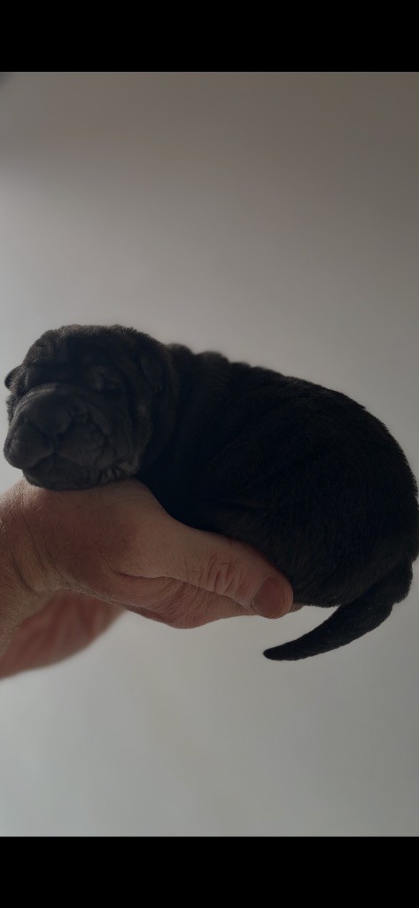 Du Temple De Guan Yu - Chiots disponibles - Shar Pei