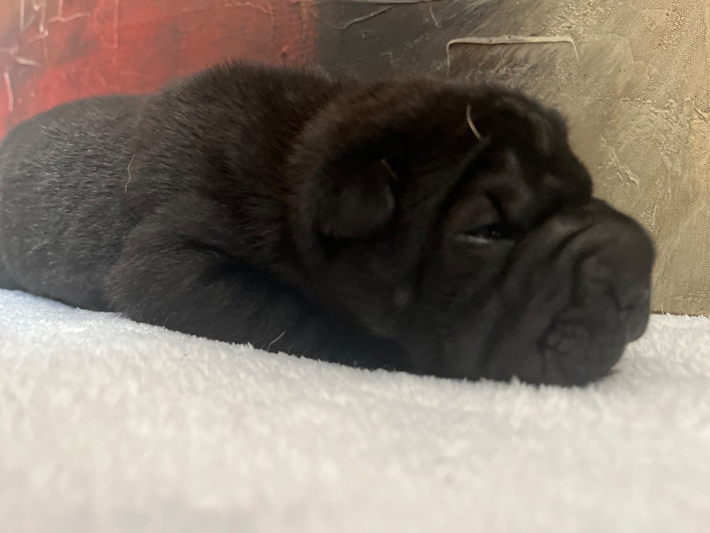 Du Temple De Guan Yu - Chiots disponibles - Shar Pei