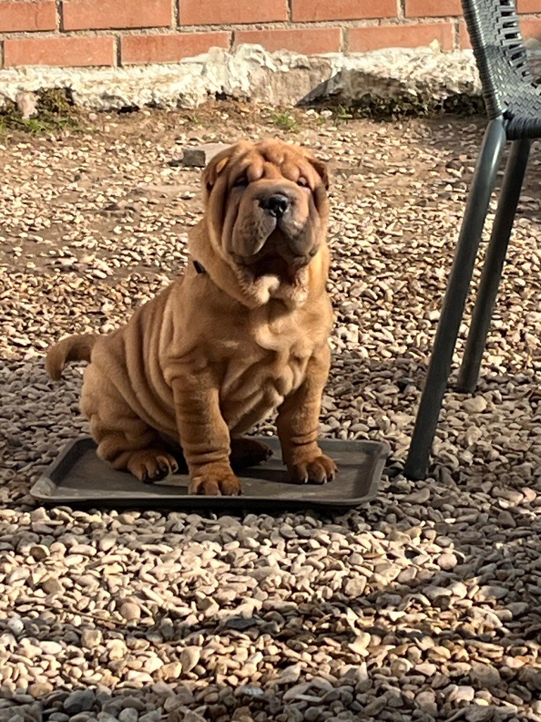 Du Temple De Guan Yu - Chiots disponibles - Shar Pei