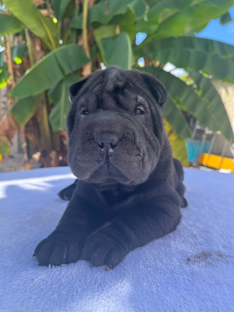 Du Temple De Guan Yu - Chiots disponibles - Shar Pei