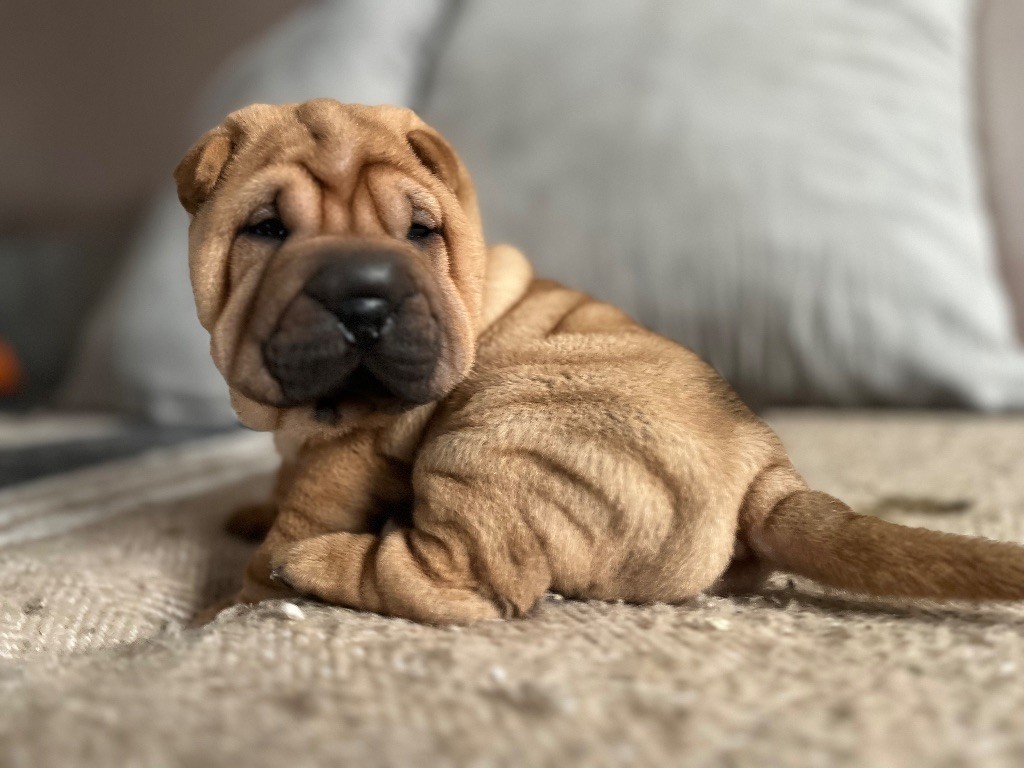 Du Temple De Guan Yu - Shar Pei - Portée née le 14/10/2025