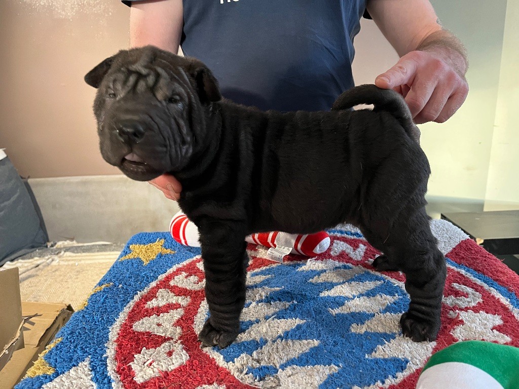 Du Temple De Guan Yu - Chiots disponibles - Shar Pei