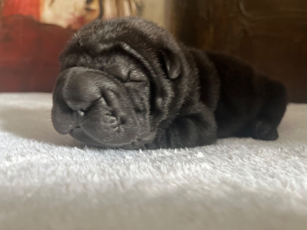 Du Temple De Guan Yu - Chiots disponibles - Shar Pei