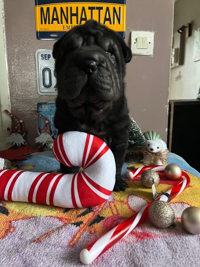 Du Temple De Guan Yu - Chiots disponibles - Shar Pei