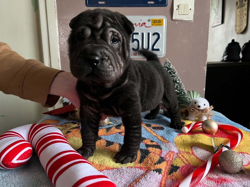 Du Temple De Guan Yu - Chiots disponibles - Shar Pei