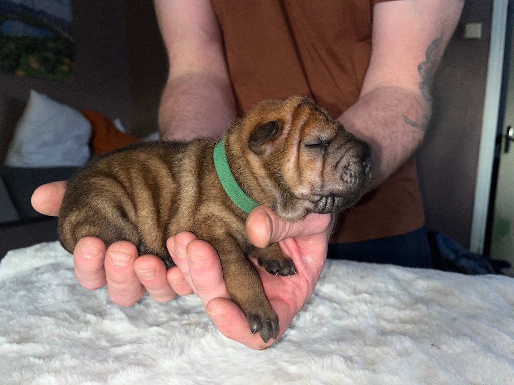 Du Temple De Guan Yu - Chiots disponibles - Shar Pei